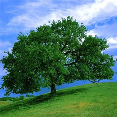 万博ManBetX手机下载截图