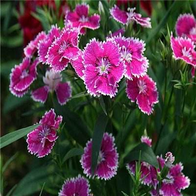 开元娱乐游戏官版正版下载