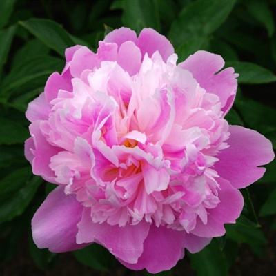 火狐电竞下载手机版